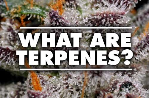 HOW TO SAVE TERPENES