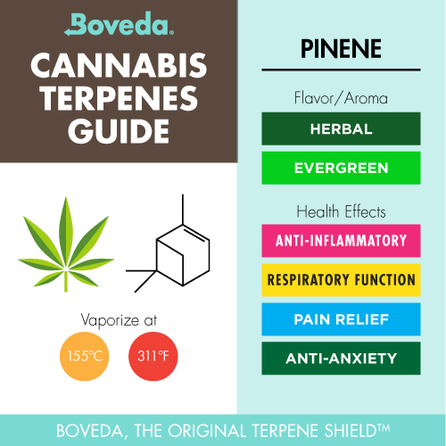 Infographic showing pinene terpene health benefits and facts