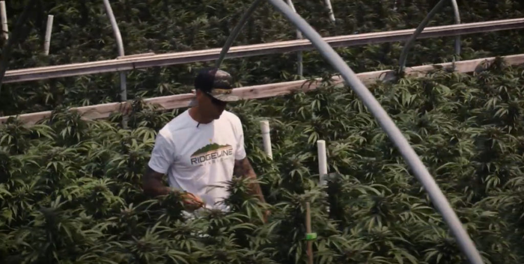 Farmer in a field of cannabis plants at Ridgeline farm