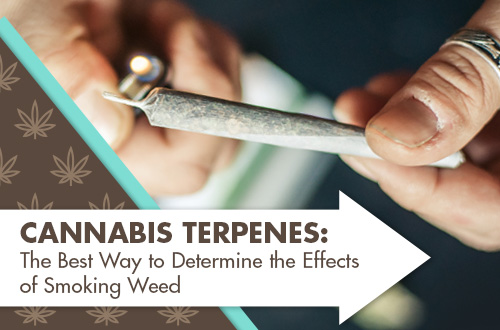 Cannabis Terpenes: What are Cannabis Terpenes & Their Effects