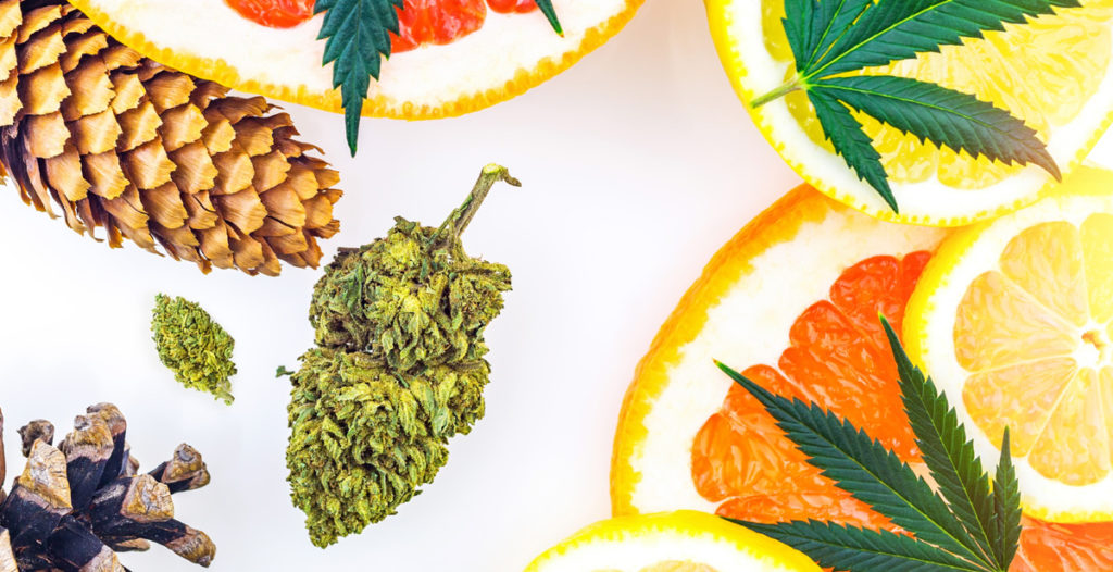 cannabis terpenes to wake and bake with