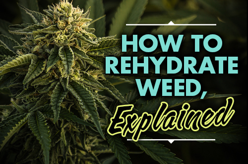 How to Rehydrate Weed, Explained