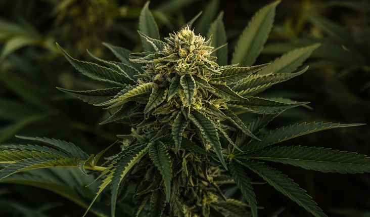 Cannabis plant with a bud