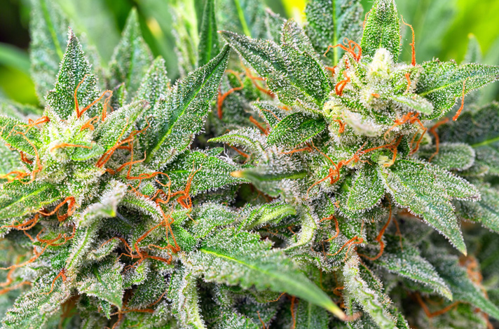Sicky cannabis plant