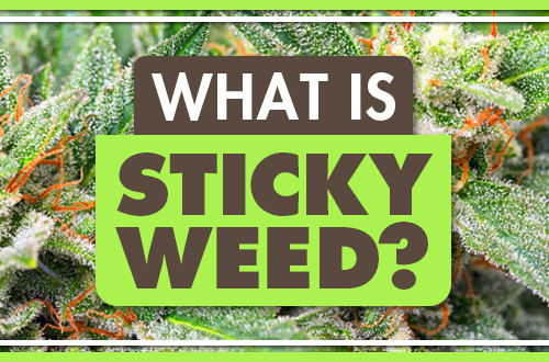 What Is Sticky Weed?