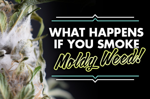 What Happens if You Smoke Moldy Weed?