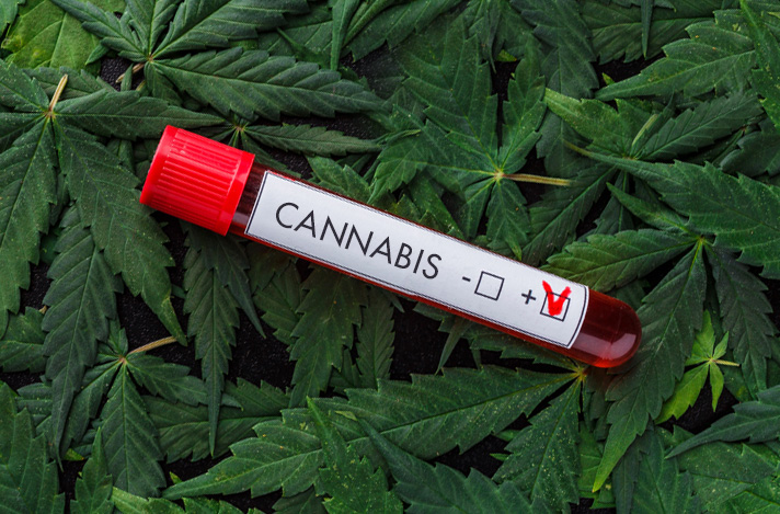 Background of cannabis leaves and blood vial of blood with a label that shows a positive result for cannabis in blood test marked with a checkmark.