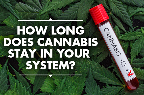 How Long Does Cannabis Stay in Your System?