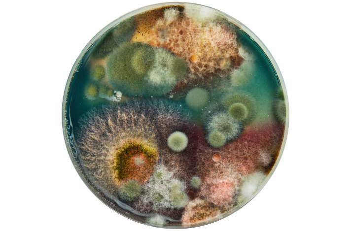Colorful mold in a petri dish.