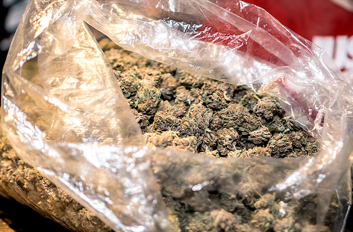 Dried up cannabis in a large open plastic bag