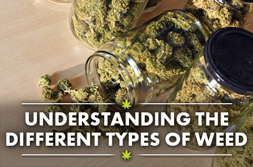 Different Types of Weed & Choosing the Right Weed for You