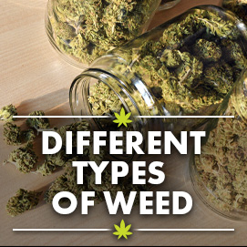 Understanding the different types of weed