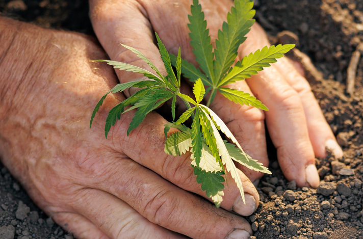 Planting cannabis flower in soil.