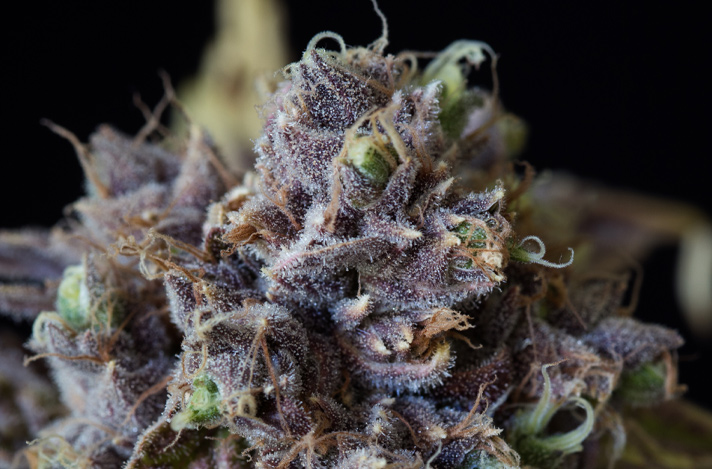 Closeup of cannabis flower.