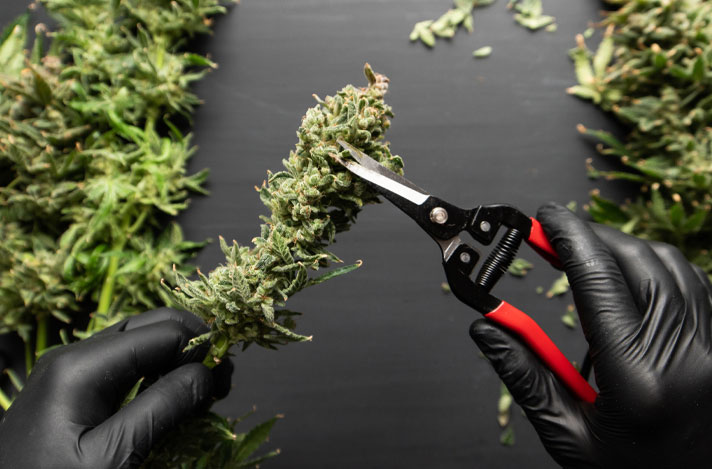 Trimming a cannabis plant.