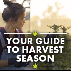 Your guide to harvest season