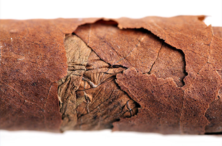 Cracked cigar due to dryness