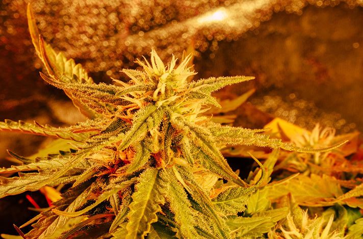 Cannabis in a Fall setting