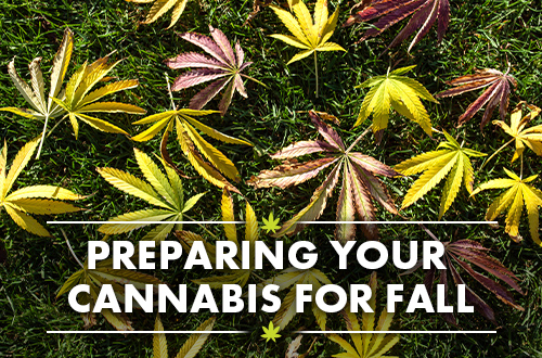 From Harvest to Hibernate: Prepping Your Cannabis for Fall Storage