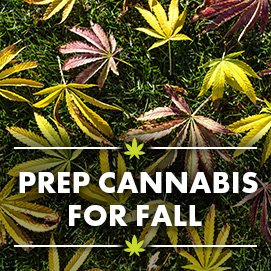 From Harvest to Hibernate: Prepping Your Cannabis for Fall Storage