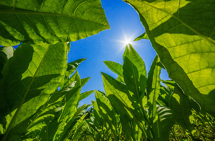 Tobacco farm