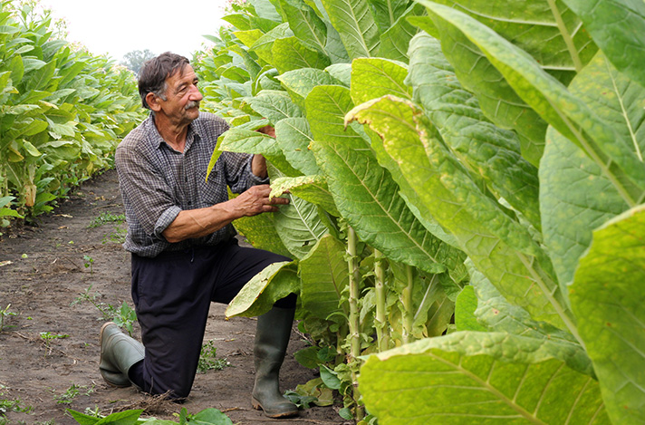 Man examining tobacco leafs