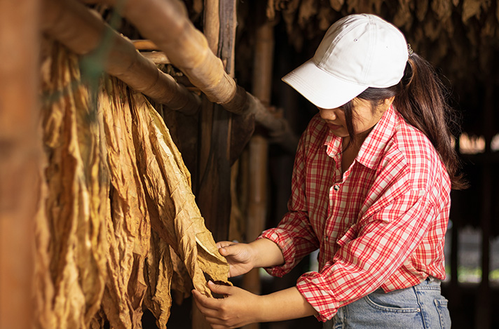 Woman in a tobacco drying barn